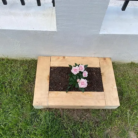 招待所 Sugarfame-